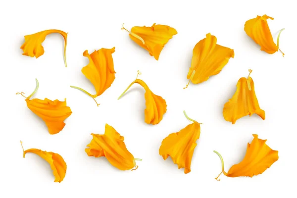 Petals Fresh Marigold Tagetes Erecta Flower Isolated White Background Full —  Fotos de Stock