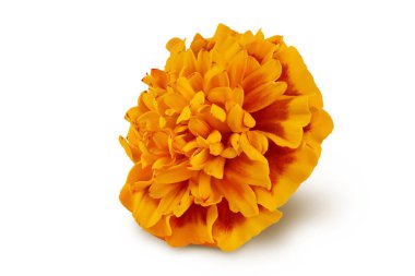 Taze kadife çiçeği ya da tagetes erekta çiçeği beyaz arka planda tam derinlikte izole edilmiş.