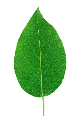Beyaz arka plan üzerinde izole yeşil armut yaprak.