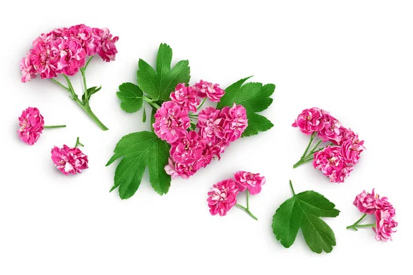 Flower Hawthorn Isolated White Background Crataegus Pauls Scarlet Top View — Fotografia de Stock