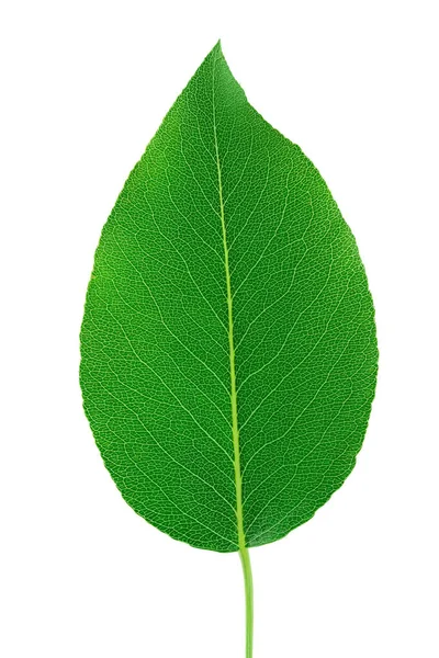 Gröna Päron Leaf Isolerad Vit Bakgrund — Stockfoto