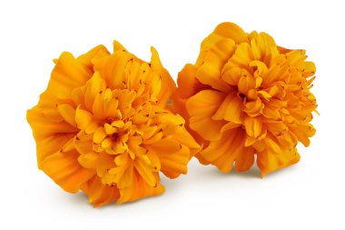 Taze kadife çiçeği ya da tagetes erekta çiçeği beyaz arka planda tam derinlikte izole edilmiş.