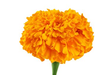 Taze kadife çiçeği ya da tagetes erekta çiçeği beyaz arka planda tam derinlikte izole edilmiş.