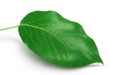 Beyaz arka plan üzerinde izole yeşil armut yaprak.