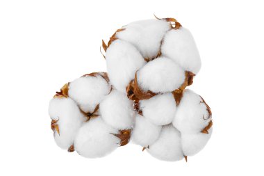 Pamuk bitkisi beyaz arka planda izole edilmiş, geniş bir alana yayılmış..