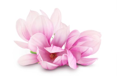 Pembe manolya çiçeği beyaz arkaplanda tam derinlikte izole edilmiş..