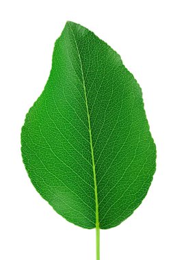 Beyaz arka plan üzerinde izole yeşil armut yaprak.