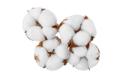 Pamuk bitkisi beyaz arka planda izole edilmiş, geniş bir alana yayılmış..