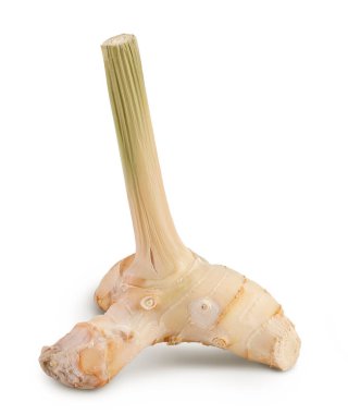 Taze galangal kök tam derinlikte beyaz arkaplanda izole edildi