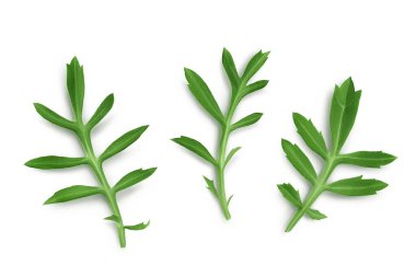 leaves of marigold or tagetes erecta flower isolated on white background. Top view. Flat lay.