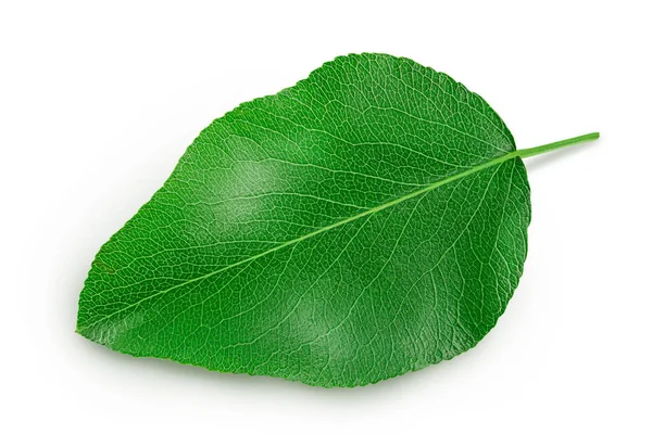 Zielony Liść Gruszki Izolowany Białym Tle Widok Góry Układy Płaskie — Zdjęcie stockowe