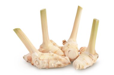 Taze galangal kök tam derinlikte beyaz arkaplanda izole edildi