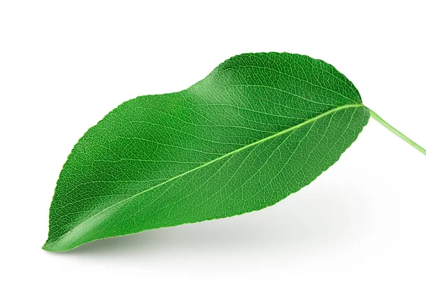 Beyaz arka plan üzerinde izole yeşil armut yaprak.