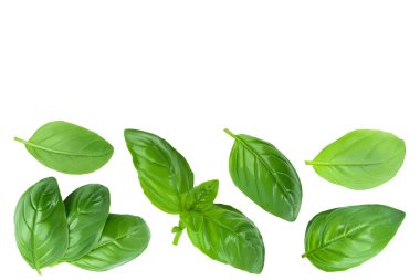 Fresh basil leaf isolated on white background with full depth of field. Top view with copy space for your text. Flat lay.