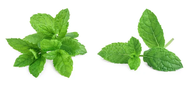 Fresh Mint Leaves Isolated White Background Set Collection — Stok Foto