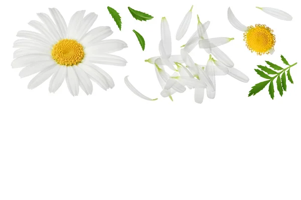 Chamomile Daisies Petals Isolated White Background Top View Copy Space — Foto Stock