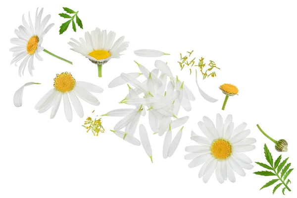 Chamomile Daisies Isolated White Background Set Collection — 스톡 사진