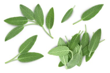 fresh sage herb isolated on white background with full depth of field, Top view. Flat lay.