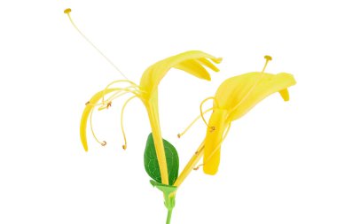 Fresh honeysuckle flower isolated on white background with full depth of field. Top view. Flat lay