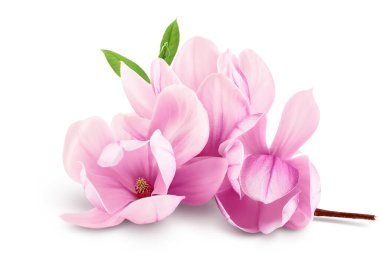 Pembe manolya çiçeği beyaz arkaplanda tam derinlikte izole edilmiş..