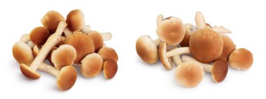honey fungus mushrooms isolated on white background with full depth of field.