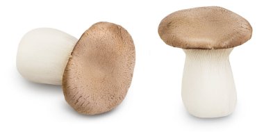 King Oyster mushroom or Eringi isolated on white background with full depth of field