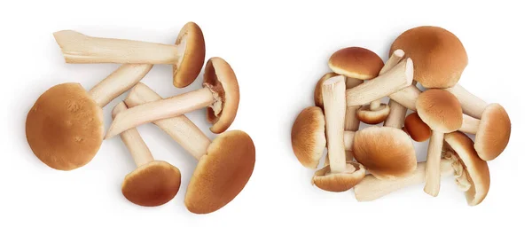 Honey Fungus Mushrooms Isolated White Background Top View Flat Lay — Foto de Stock