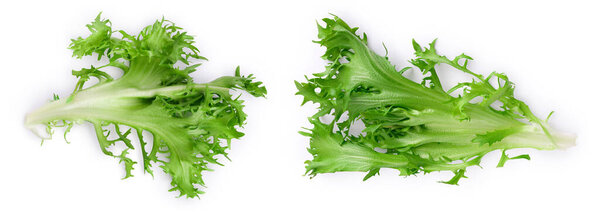 Fresh green leaves of endive frisee chicory salad isolated on white background with full depth of field, Top view. Flat lay.
