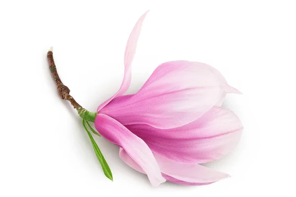 Pink magnolia flower isolated on white background with full depth of field. Top view. Flat lay..