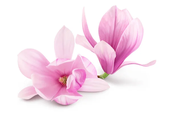 Pink magnolia flower isolated on white background with full depth of field.