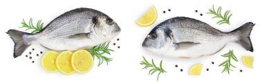 Fish Dorado, beyaz arka planda geniş bir alana yayılmış durumda. Üst Manzara. Düz yatıyordu.