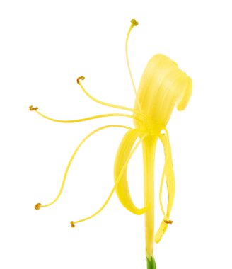 Hanımeli çiçeği beyaz arkaplanda tam derinlikte izole edilmiş..