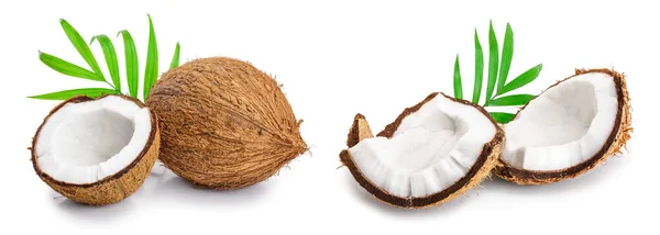 Cocco Con Foglie Isolate Fondo Bianco — Foto Stock