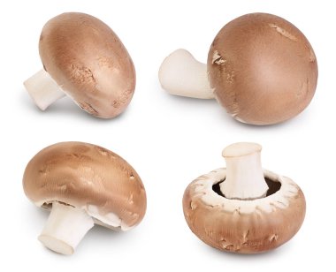 Royal Brown şampiyonu beyaz arka planda tam derinlikte izole edildi.,