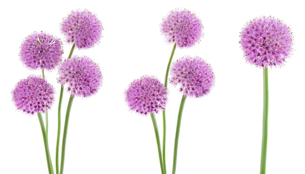 Die Blume Des Bärlauch Isoliert Auf Weißem Hintergrund — Stockfoto