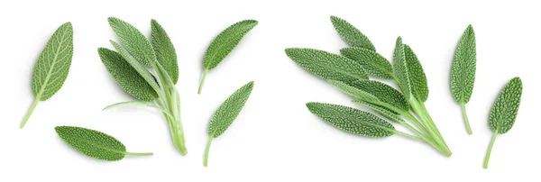 Fresh Sage Herb Isolated White Background Full Depth Field Top — Zdjęcie stockowe