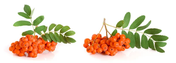 Orange Rowan Med Leaf Isolerad Vit Bakgrund — Stockfoto