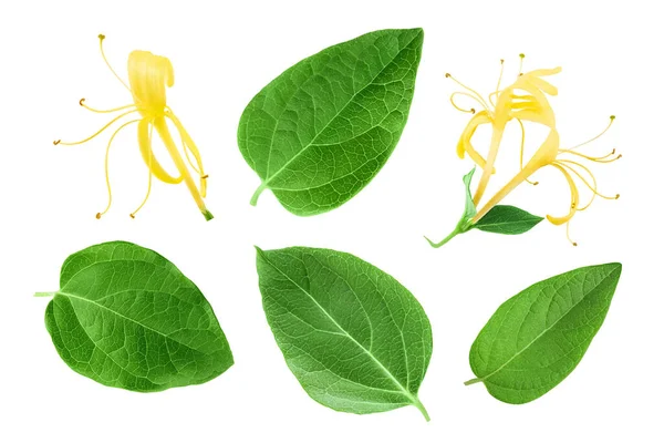 Fresh Honeysuckle Leaf Isolated White Background Full Depth Field Top — Foto Stock