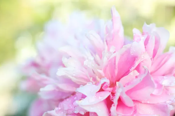 Close-up view of pink blossom flower with raindrops on green blurred background. Soft focus. — Stock Photo, Image