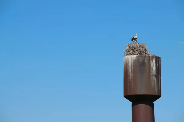Störche nisten auf dem alten Wasserturm. — Stockfoto