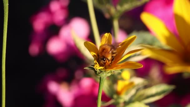 Vista de perto do processo de polinização. Mel abelha polinizar flor flor amarela. — Vídeo de Stock