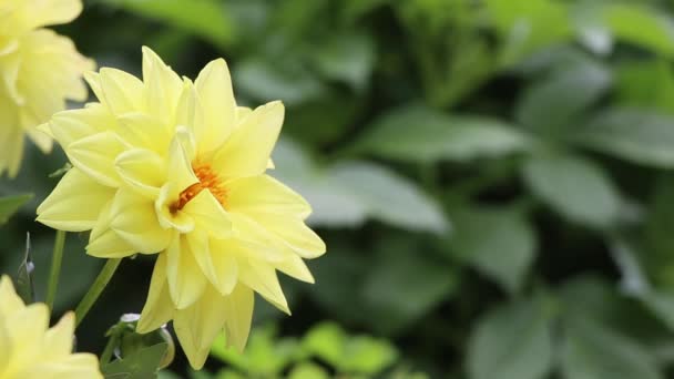 Vista de perto do processo de polinização. Mel abelha polinizar flor flor amarela. — Vídeo de Stock