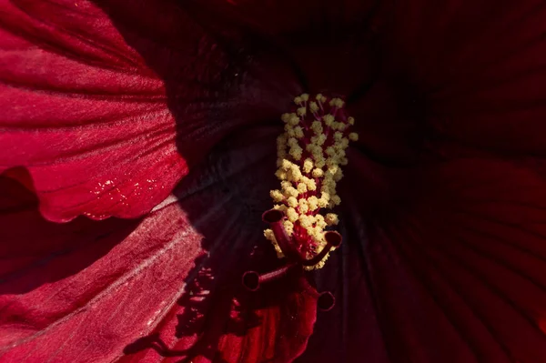 Fleurs Fleurs Été — Photo