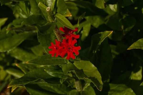 Flowers Bloom Summer — Zdjęcie stockowe