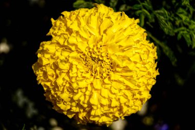 Yazın açan çiçekler