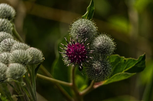 Flowers Bloom Summer — Foto Stock