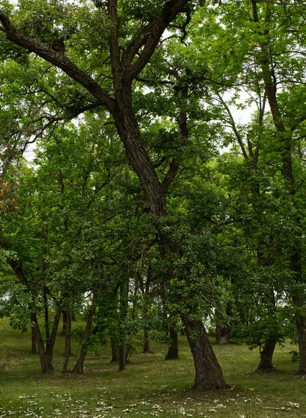 Winnipeg Manitoba şehrinin çevresinden gelen doğa.