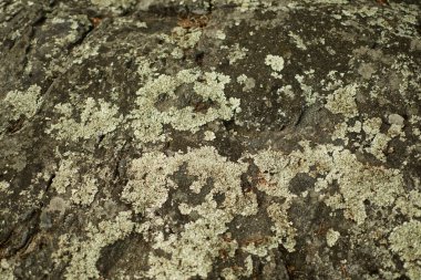 Manitoba Kanada 'da doğanın Macro' su