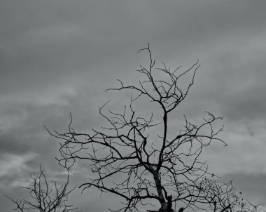 Winnipeg Manitoba şehrinin çevresinden gelen doğa.