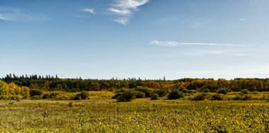 Manitoba 'daki Güney Batı Ormanı